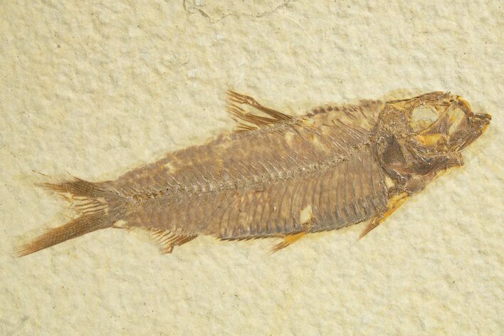 Detailed Fossil Fish (Knightia) - Wyoming #318436